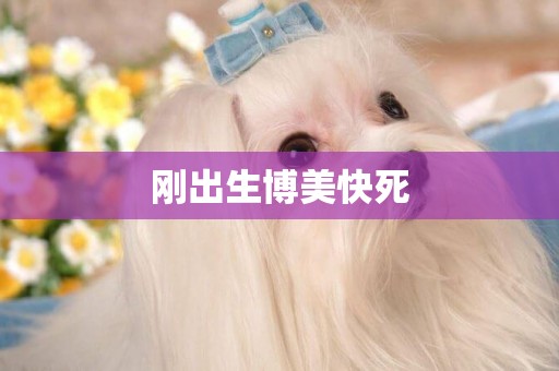 剛出生博美快死