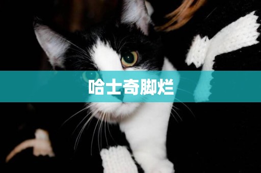 哈士奇腳爛