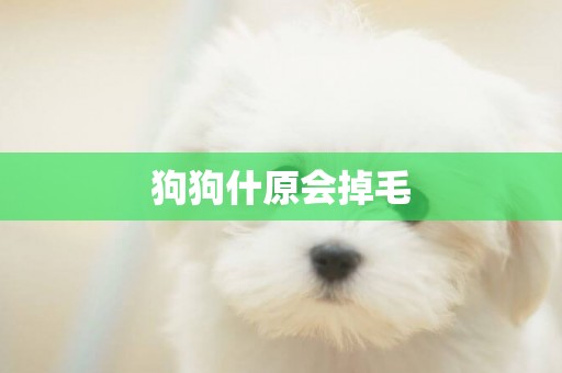 狗狗什原會掉毛