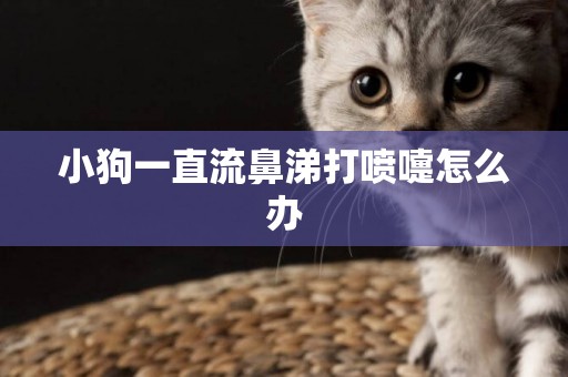 小狗一直流鼻涕打噴嚏怎么辦