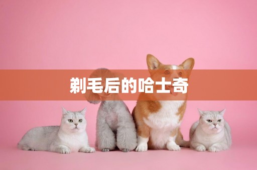 剃毛后的哈士奇