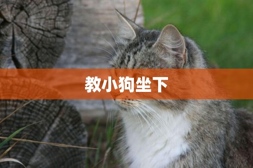 教小狗坐下