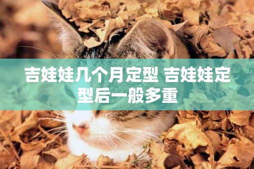 吉娃娃幾個月定型 吉娃娃定型后一般多重