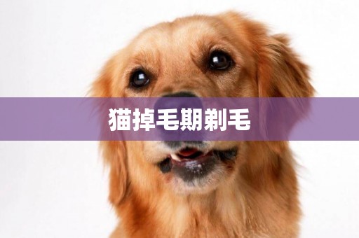 貓掉毛期剃毛
