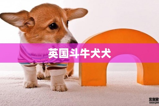 英國斗牛犬犬