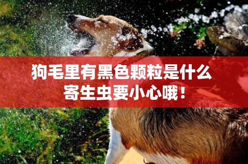 狗毛里有黑色顆粒是什么 寄生蟲要小心哦！