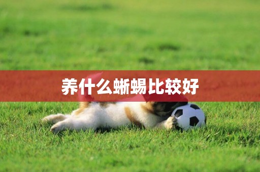 養什么蜥蜴比較好