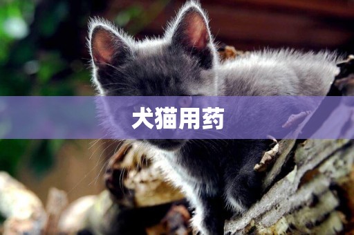 犬貓用藥