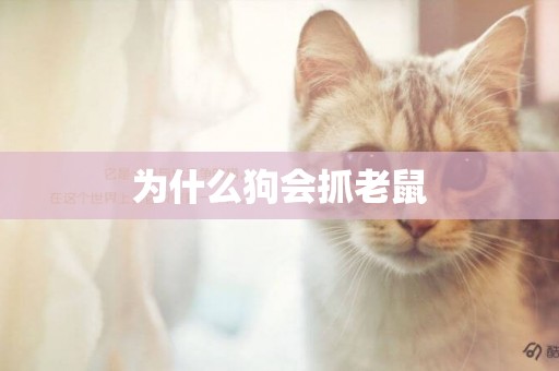 為什么狗會抓老鼠