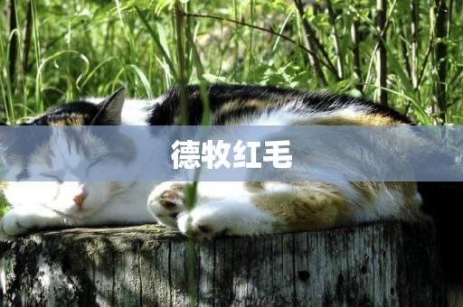 德牧紅毛