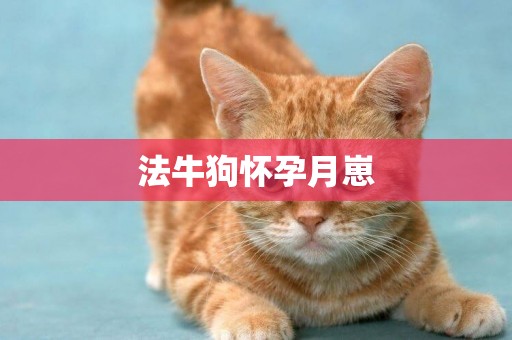 法牛狗懷孕月崽