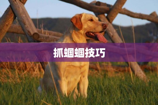 抓蟈蟈技巧