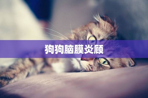 狗狗腦膜炎顧