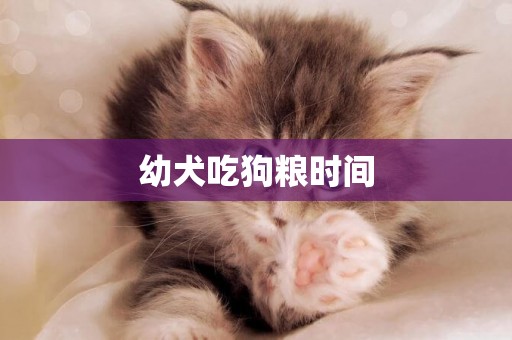 幼犬吃狗糧時間