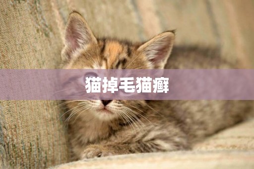 貓掉毛貓癬