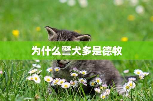 為什么警犬多是德牧