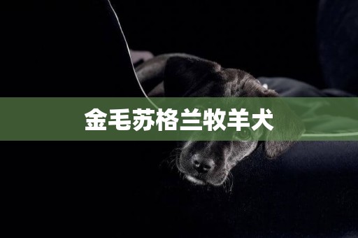 金毛蘇格蘭牧羊犬