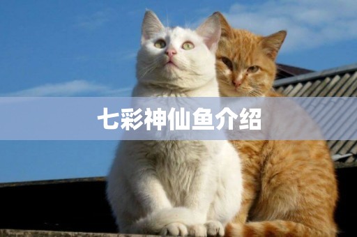 七彩神仙魚介紹