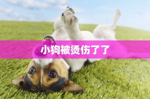 小狗被燙傷了了