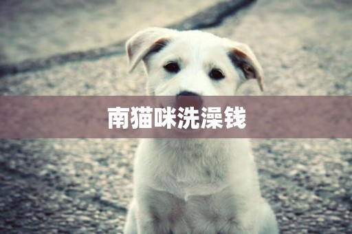 南貓咪洗澡錢