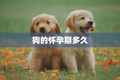狗的懷孕期多久