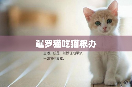 暹羅貓吃貓糧辦