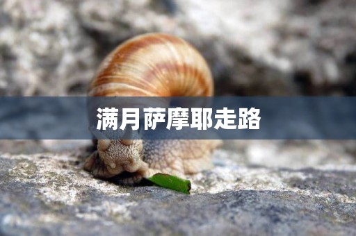 滿月薩摩耶走路
