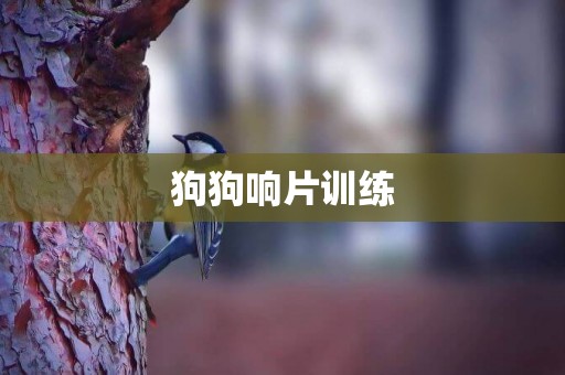 狗狗響片訓練