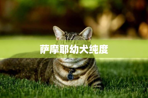 薩摩耶幼犬純度