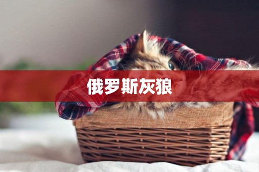 俄羅斯灰狼