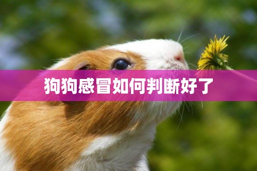 狗狗感冒如何判斷好了