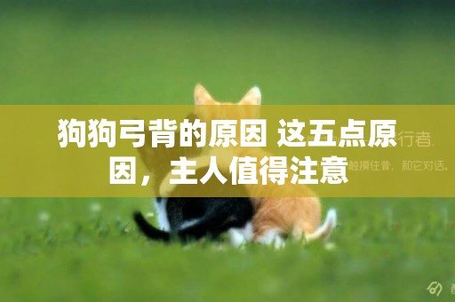 狗狗弓背的原因 這五點原因，主人值得注意