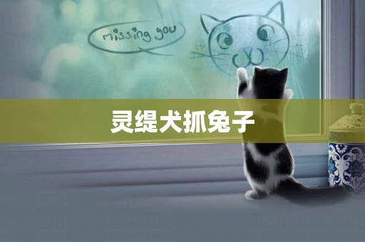 靈緹犬抓兔子