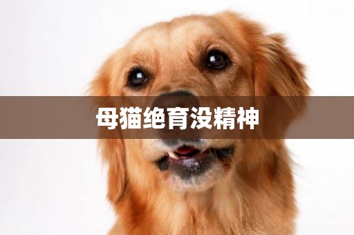 母貓絕育沒精神