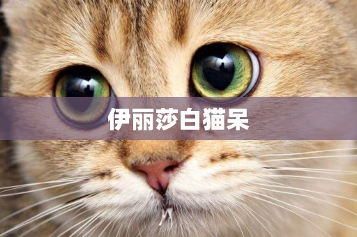 伊麗莎白貓呆