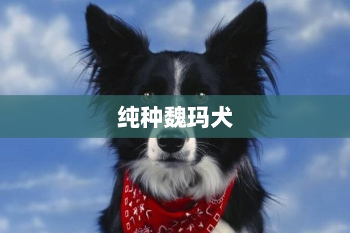 純種魏瑪犬