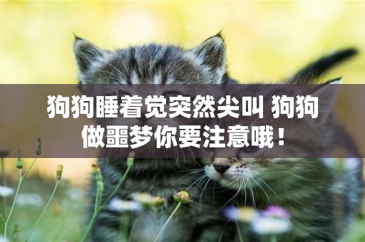 狗狗睡著覺突然尖叫 狗狗做噩夢你要注意哦！
