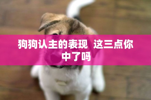 狗狗認主的表現  這三點你中了嗎