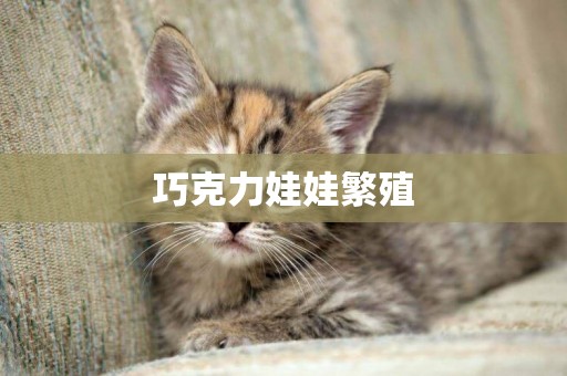 巧克力娃娃繁殖
