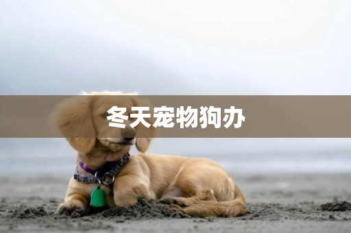 冬天寵物狗辦