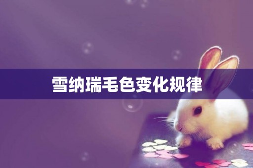雪納瑞毛色變化規律