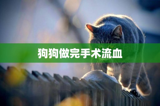 狗狗做完手術流血