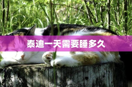 泰迪一天需要睡多久