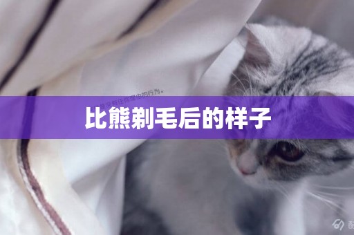 比熊剃毛后的樣子