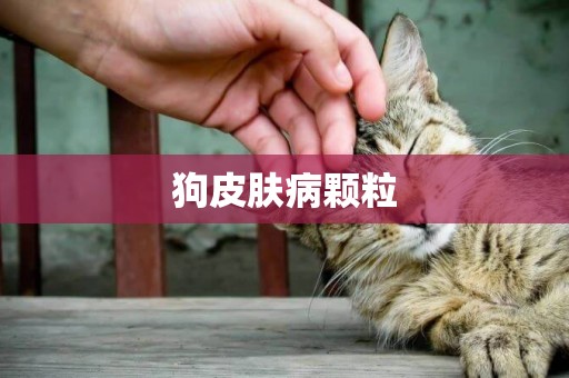 狗皮膚病顆粒