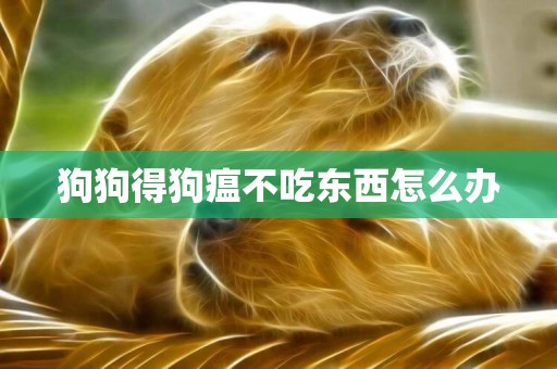 狗狗得狗瘟不吃東西怎么辦