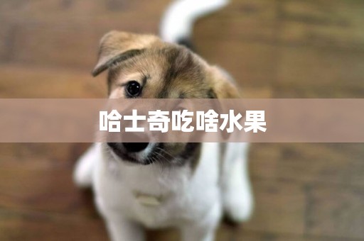 哈士奇吃啥水果