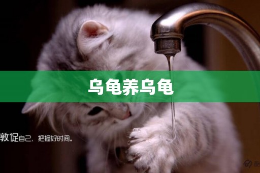 烏龜養烏龜