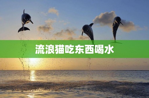 流浪貓吃東西喝水