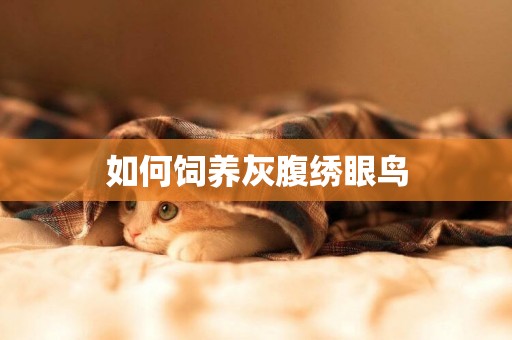 如何飼養灰腹繡眼鳥